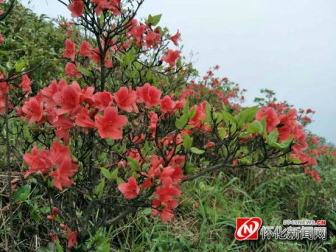 五一约会好地小产权房最新政策2018方 杜鹃花染红三省坡