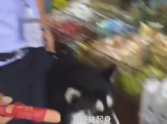 天太热阿拉斯加犬超小产权房是什么意思市蹭空调 警察蜀黍用火腿肠搞定