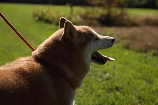 一条拍卖柴犬的消息沙坪坝中梁镇小产权房刷屏朋友圈 背后故事辛酸又温暖