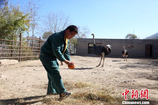 饲养员利用南瓜佛山村委统建楼精雕细琢制成特制的取食器