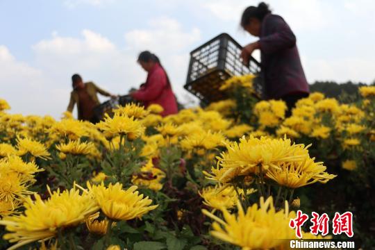 在县域经西乡蘅芳苑能买吗济中占据重要地位