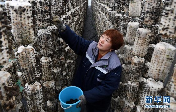 陕西西乡：食用菌种植促增收