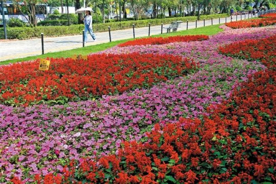 宝安“花海”绚丽绽放