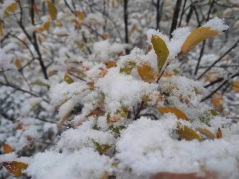 漠河下雪了！五花山色 + 鹅毛大雪 = 绝美