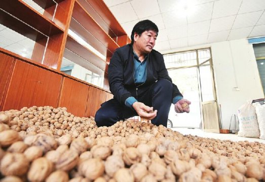 南山鸡爪绵核桃危机引来多方关注 核桃园村自筹资金进城寻销路